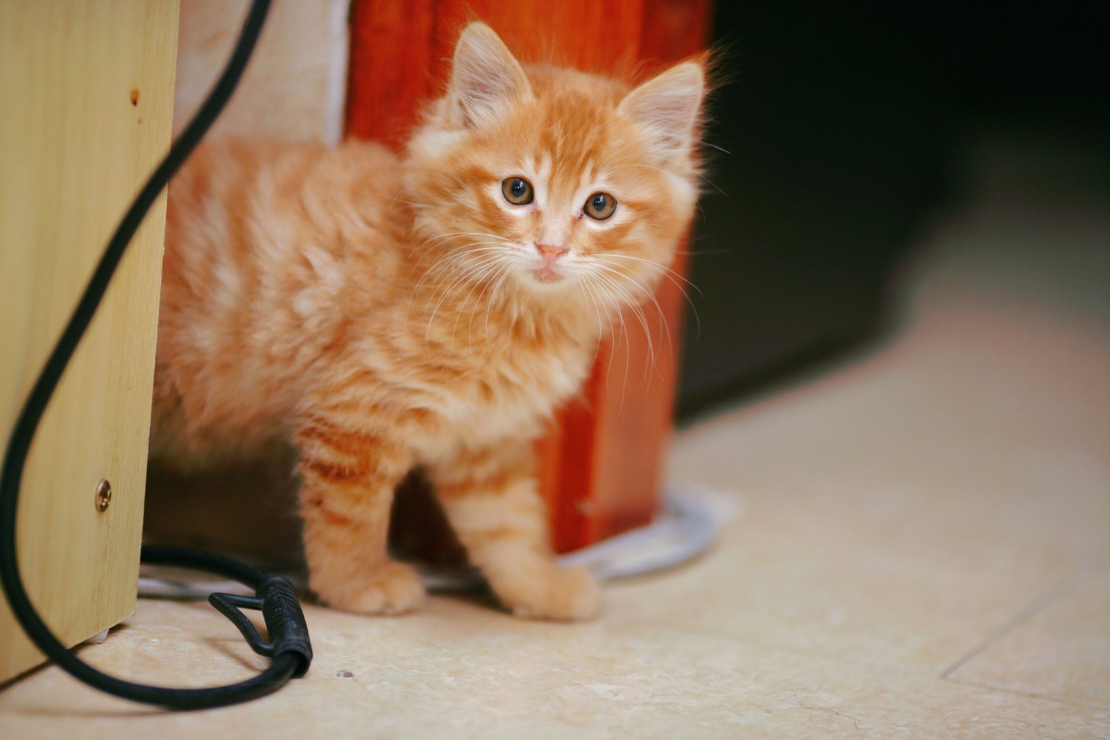 Pourquoi certains chats mangent-ils trop vite et comment ralentir leurs repas ?