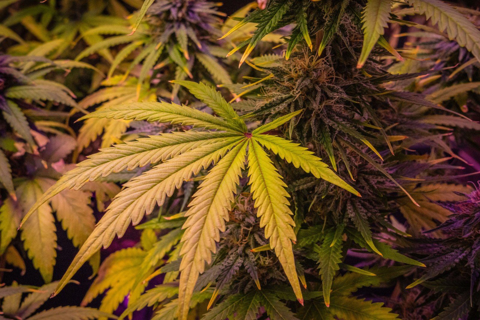 Bien-être et cannabis : les nouvelles pratiques qui montent