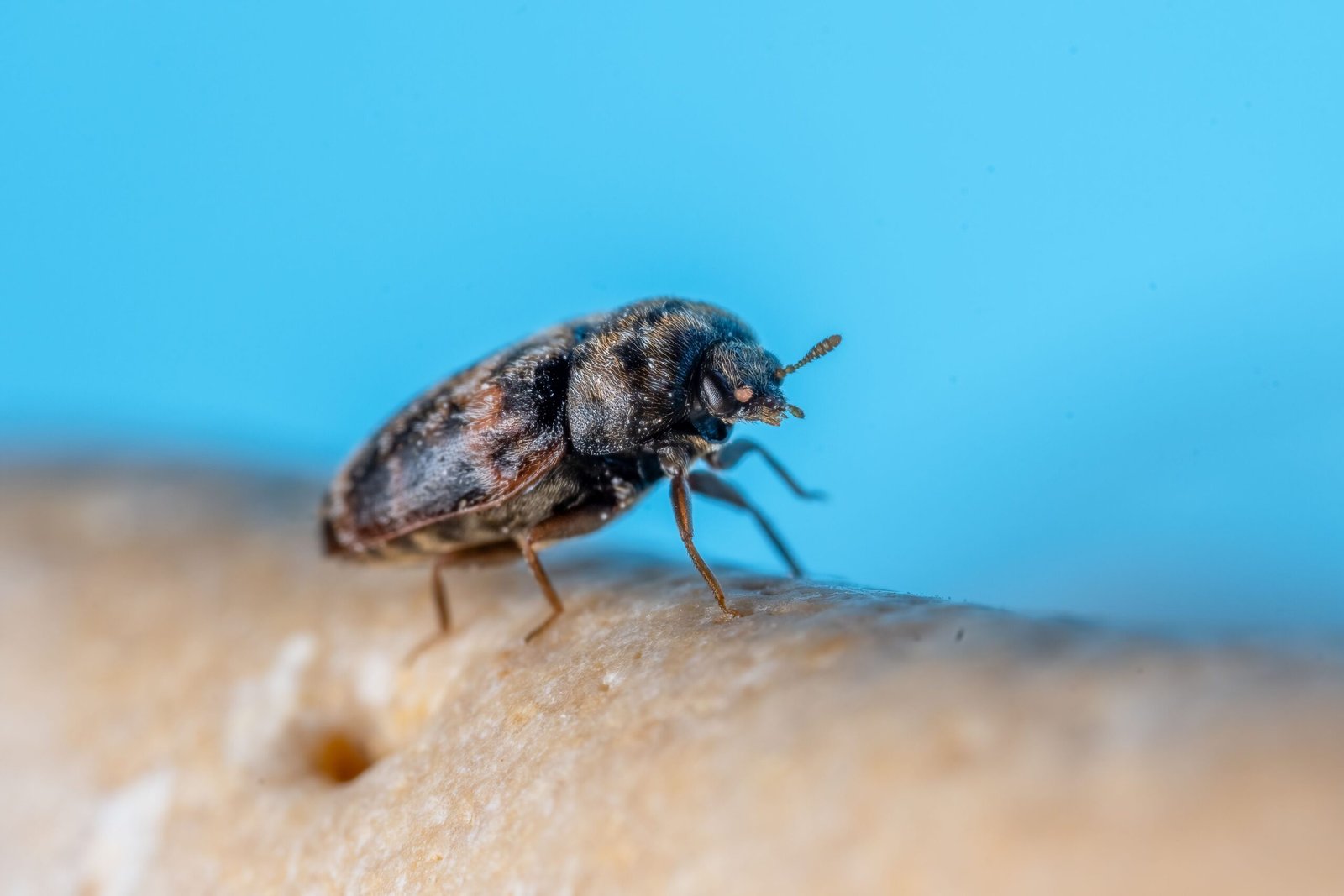 Rats dans les entrepôts et zones de stockage : comment limiter les risques d’infestation ?